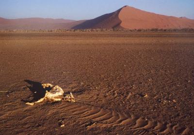 Namib drought victim