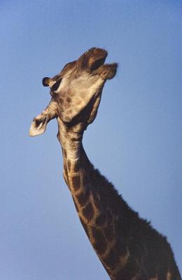 Operatic giraffe (chewing on a bone for calcium)