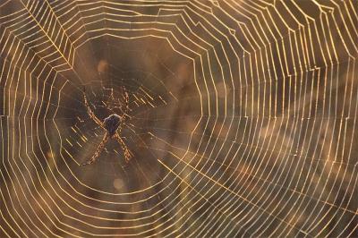 Spider in its web at dawn