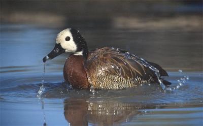 White-faced whistling duck