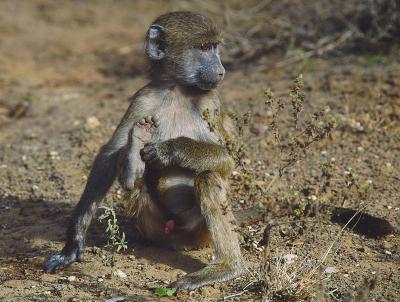 Young baboon scratching an itch