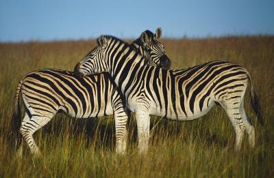 Zebra embrace