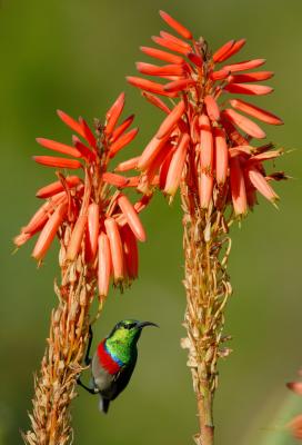 The lesser double-collared sunbird - big name small bird