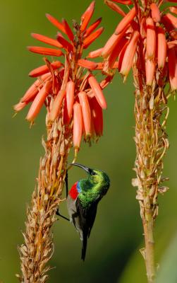 The lesser double-collared sunbird feeds on Aloe arborescens