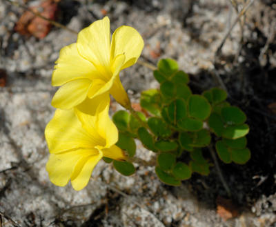 Oxalis luteola, Oxalidaceae