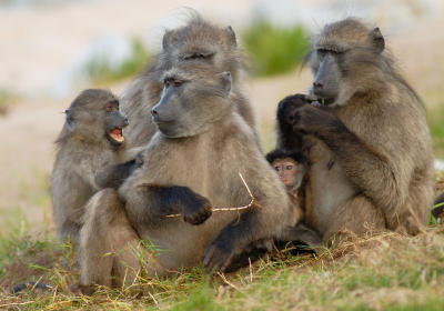 Chacma baboons on the Cape Peninsula