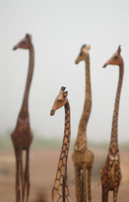 Giraffes in the mist