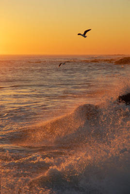 Seagulls play in the last light of day