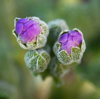 Emerging Primula