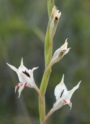Gladiolus macneilii, Iridaceae