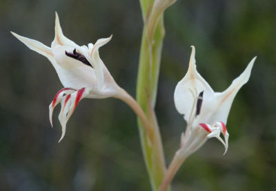 Gladiolus macneilii, Iridaceae