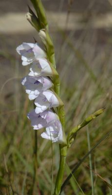 Gladiolus appendiculatus, Iridaceae