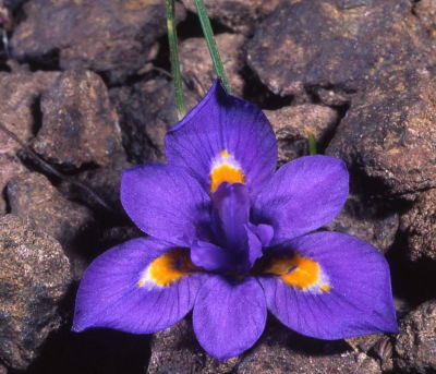 Moraea alpina, Mont Aux Sources, Iridaceae