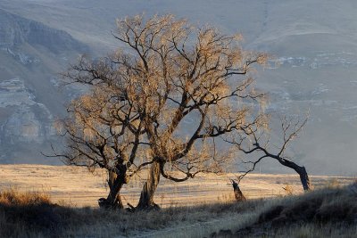 Backlit trees