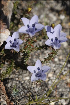 Roella sp., Campanulaceae