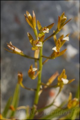 Acrolophia capensis, Orchidaceae
