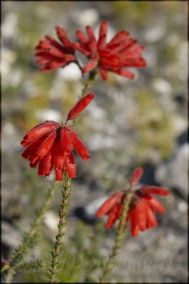 Erica cerinthoides, Ericaceae