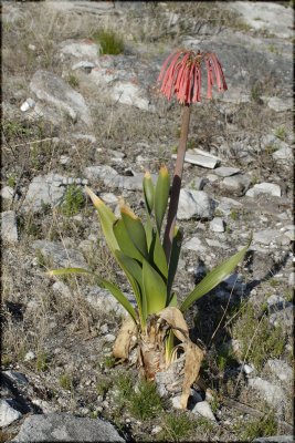 Cyrtanthus carneus, Amaryllidaceae