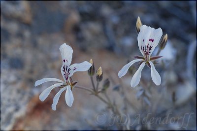 Pelargonium sp., Geraniaceae