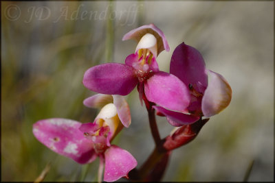 Disa foliosa, Orchidaceae