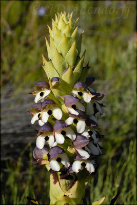 Disa cornuta, Orchidaceae