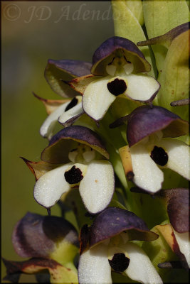 Disa cornuta, Orchidaceae