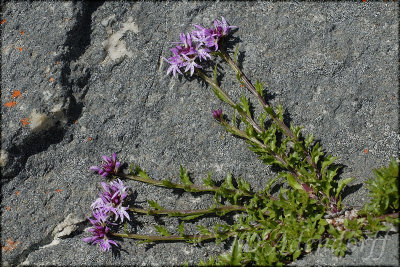 Lobelia jasionoides, Campanulaceae