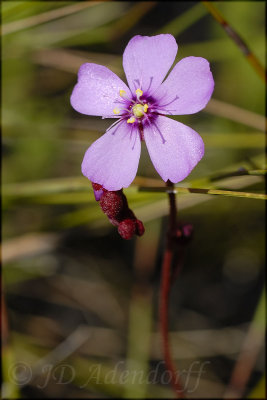 Drosera sp., Droseraceae