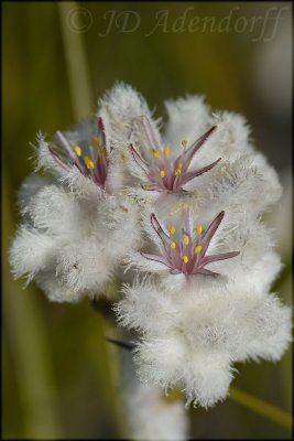 Lanaria lanata, Lanariaceae