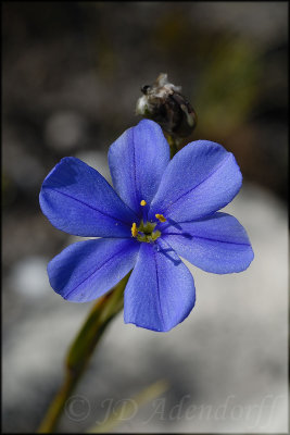 Aristea juncifolia, Iridaceae