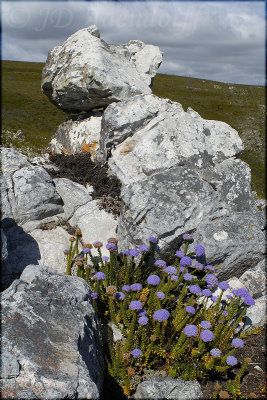 Pseudoselago serrata, Scrophulariaceae