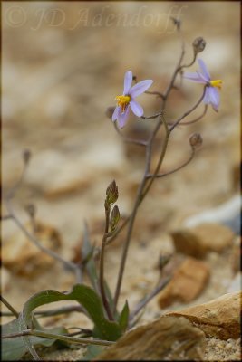 Cyanella hyacinthoides, Tecophilaceae