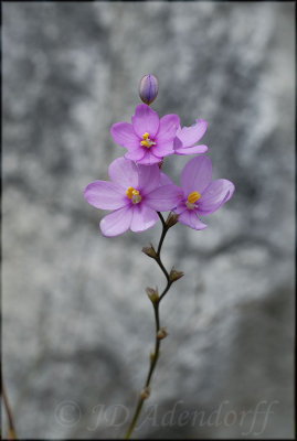 Ixia scillaris, Iridaceae