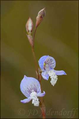 Disa venusta, Orchidaceae