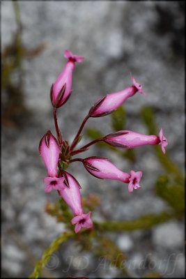 Erica irbyana, Ericaceae