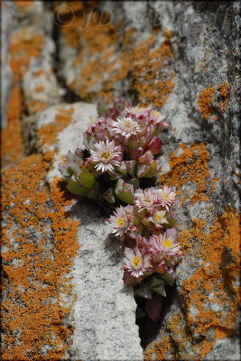 Unidentified, Aizoaceae