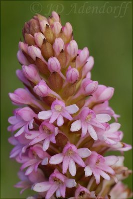 Satyrium hallackii, Orchidaceae
