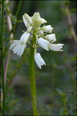 Eulophia sp., Orchidaceae
