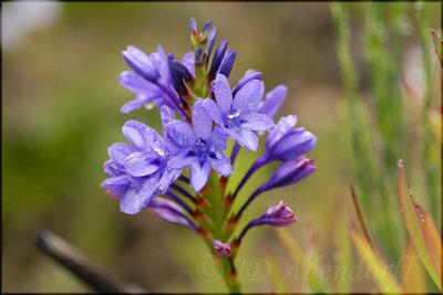 Thereianthus spicatus, Iridaceae