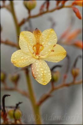 Wachendorfia paniculata, Haemodoraceae