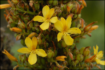 Wachendorfia thyrsiflora, Haemodoraceae