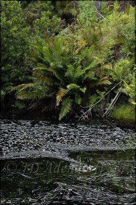 A slow beat, Harold Porter Botanical Garden