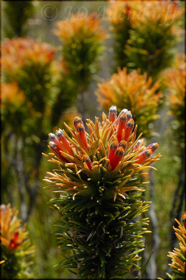 Retzia capensis, Stilbaceae