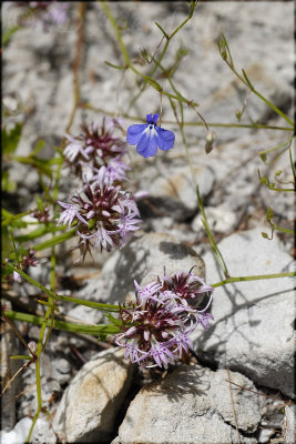 Lobelia jasionoides and L. setacea