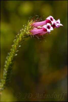 Erica gysbertii, Ericaceae