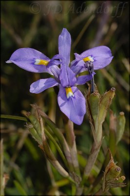Moraea sp. (fugax?), Iridaceae