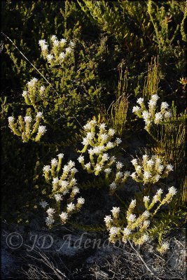 Pseudoselago sp., Scrophulariaceae