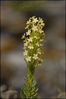 Microdon dubius, Scrophulariaceae