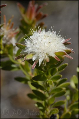 Diastella fraterna, Proteaceae