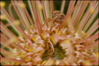 Leucospermum cordifolium and guest